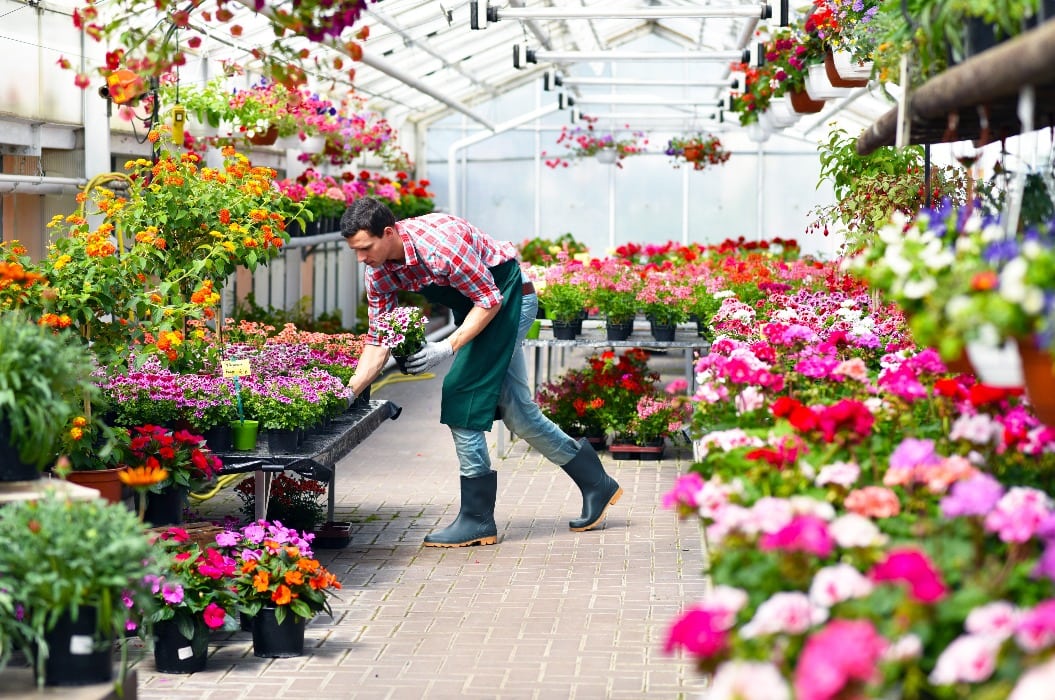 Gärtnerei in einem Gewächshaus für Blumen