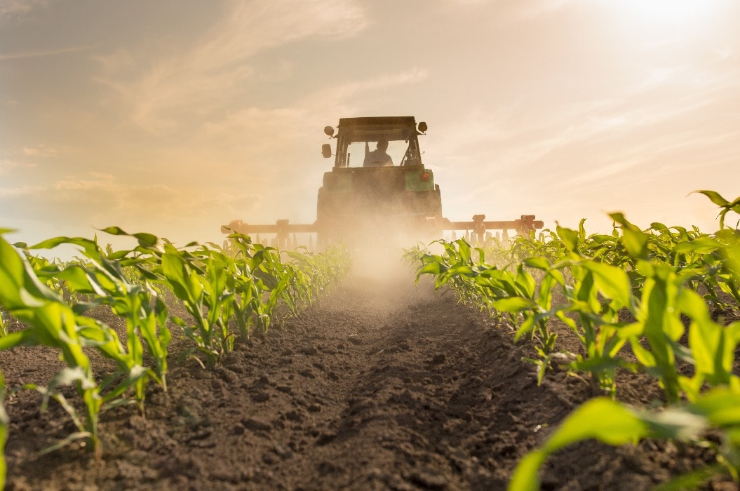 Traktor beim Eggen eines Maisfeldes